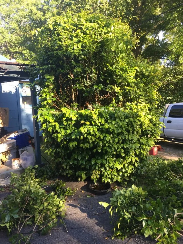 Custom yard maintenance in Hattiesburg, MS by Alvarados Lawn Care