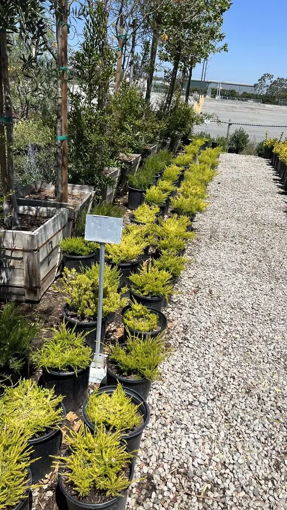 Trusted residential landscaping in Torrance, CA - Alvarez Landscape