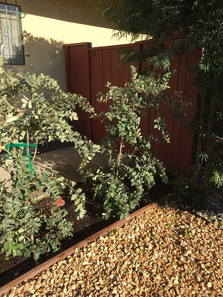 Professional yard maintenance in Torrance, CA - Alvarez Landscape