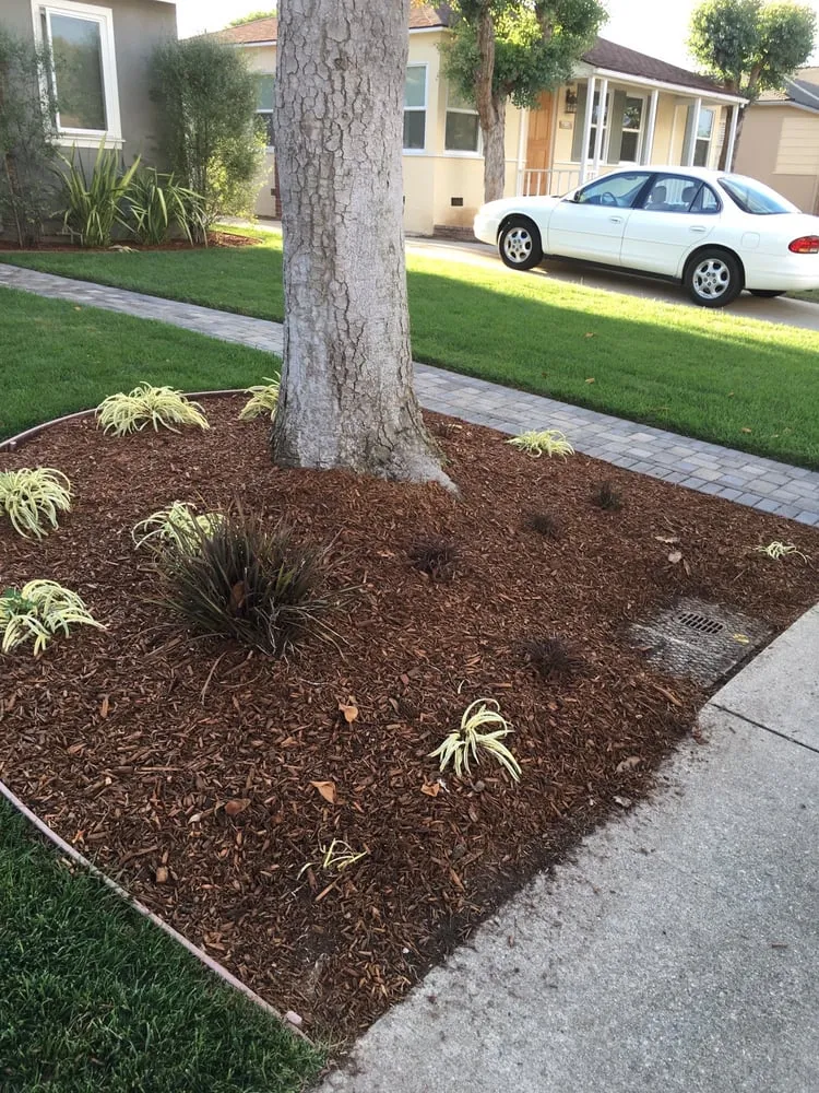 Local outdoor landscaping in Torrance, CA by Alvarez Landscape