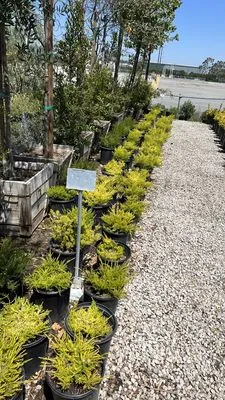 Alvarez Landscape Logo