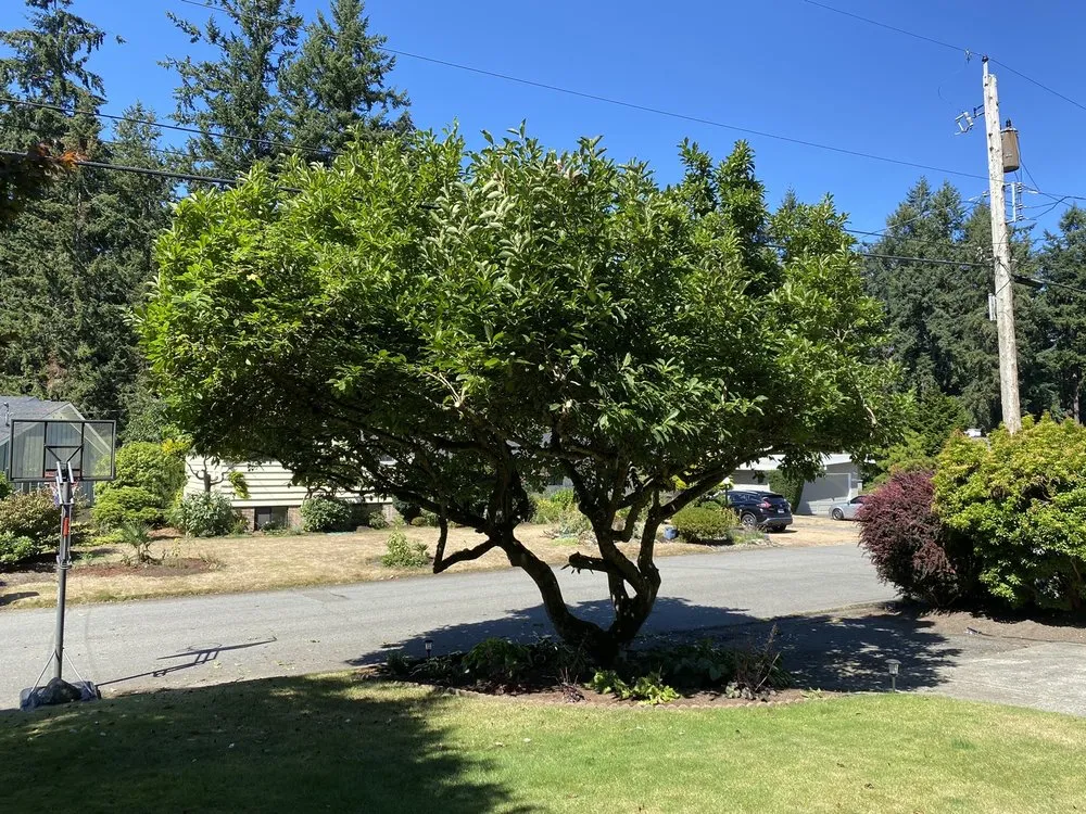 Expert lawn care service for homes across Auburn, WA - Alvarez Landscaping