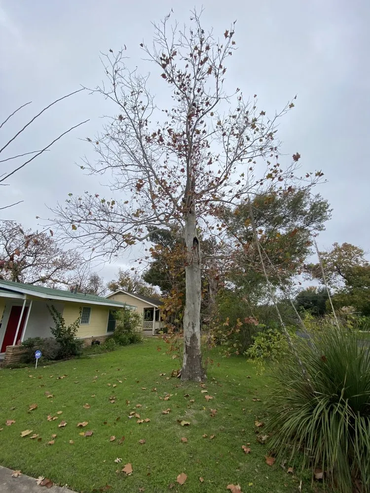 Affordable outdoor landscaping near you in Austin, TX by Alvarez Lawn Cares