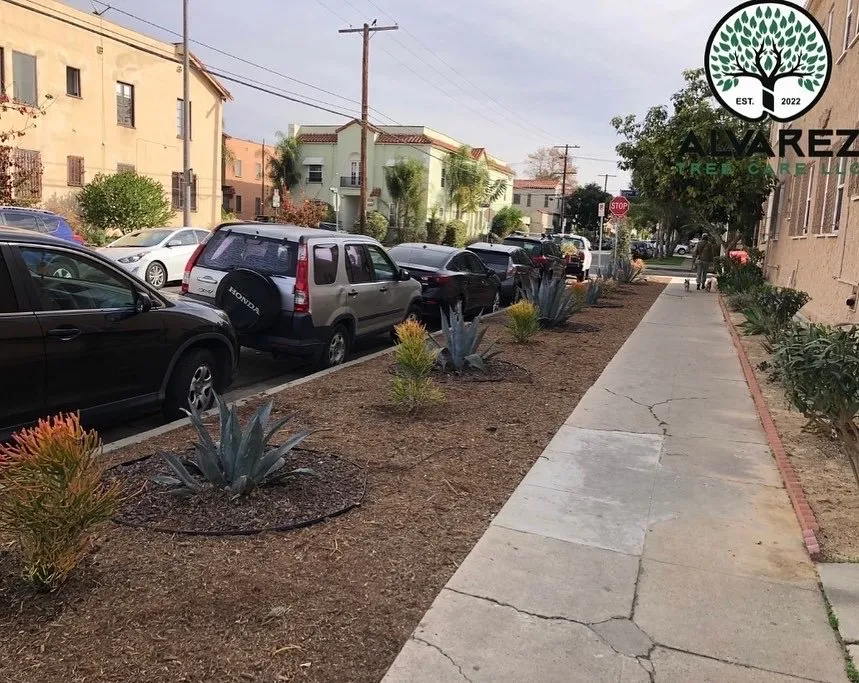 Local yard maintenance in Los Angeles, CA by Alvarez Tree Care