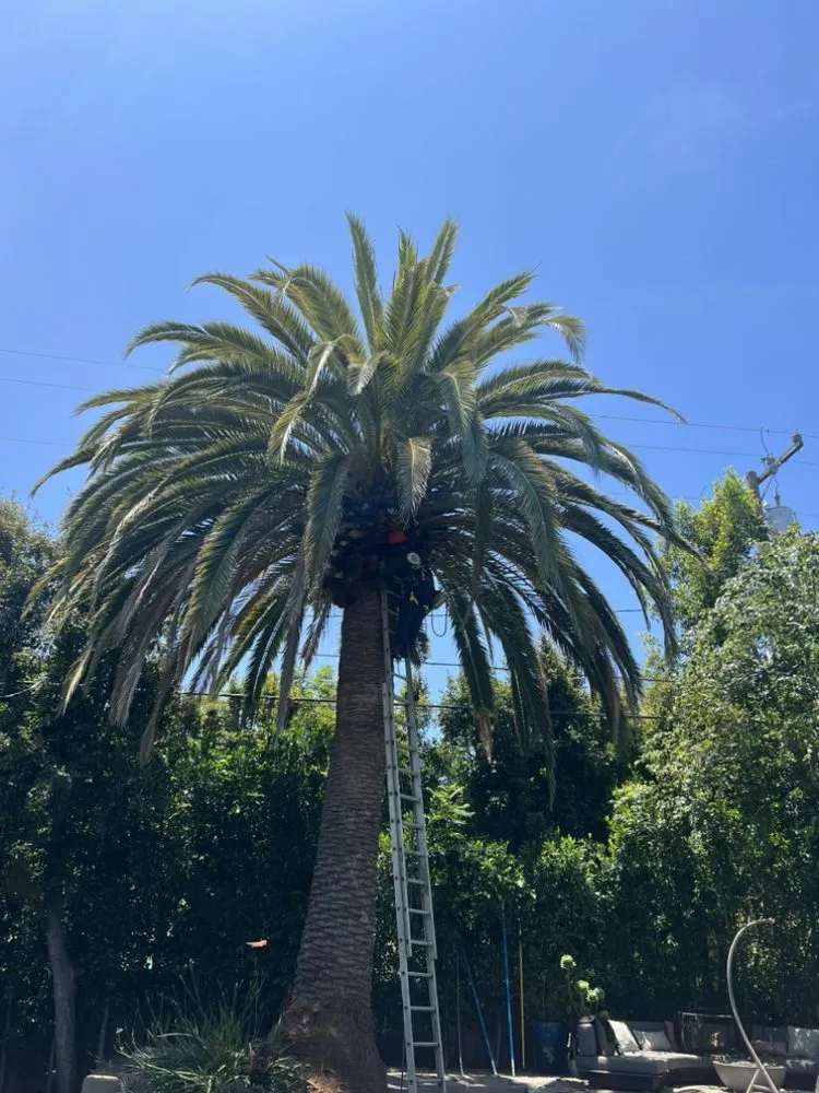 Local lawn mowing service near you in Los Angeles, CA by Alvarez Tree Care