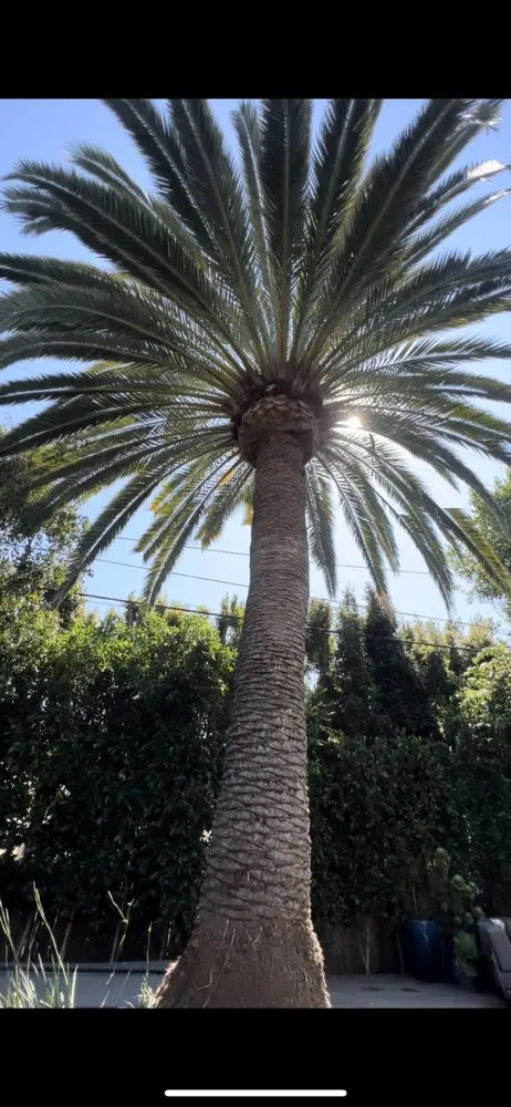 Affordable landscape installation experts serving Los Angeles, CA - Alvarez Tree Care