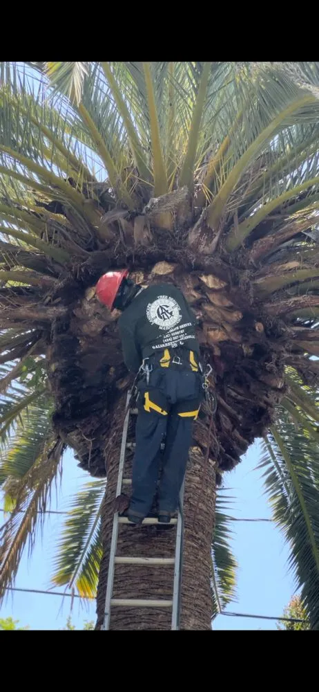 Professional yard maintenance experts serving Los Angeles, CA - Alvarez Tree Care