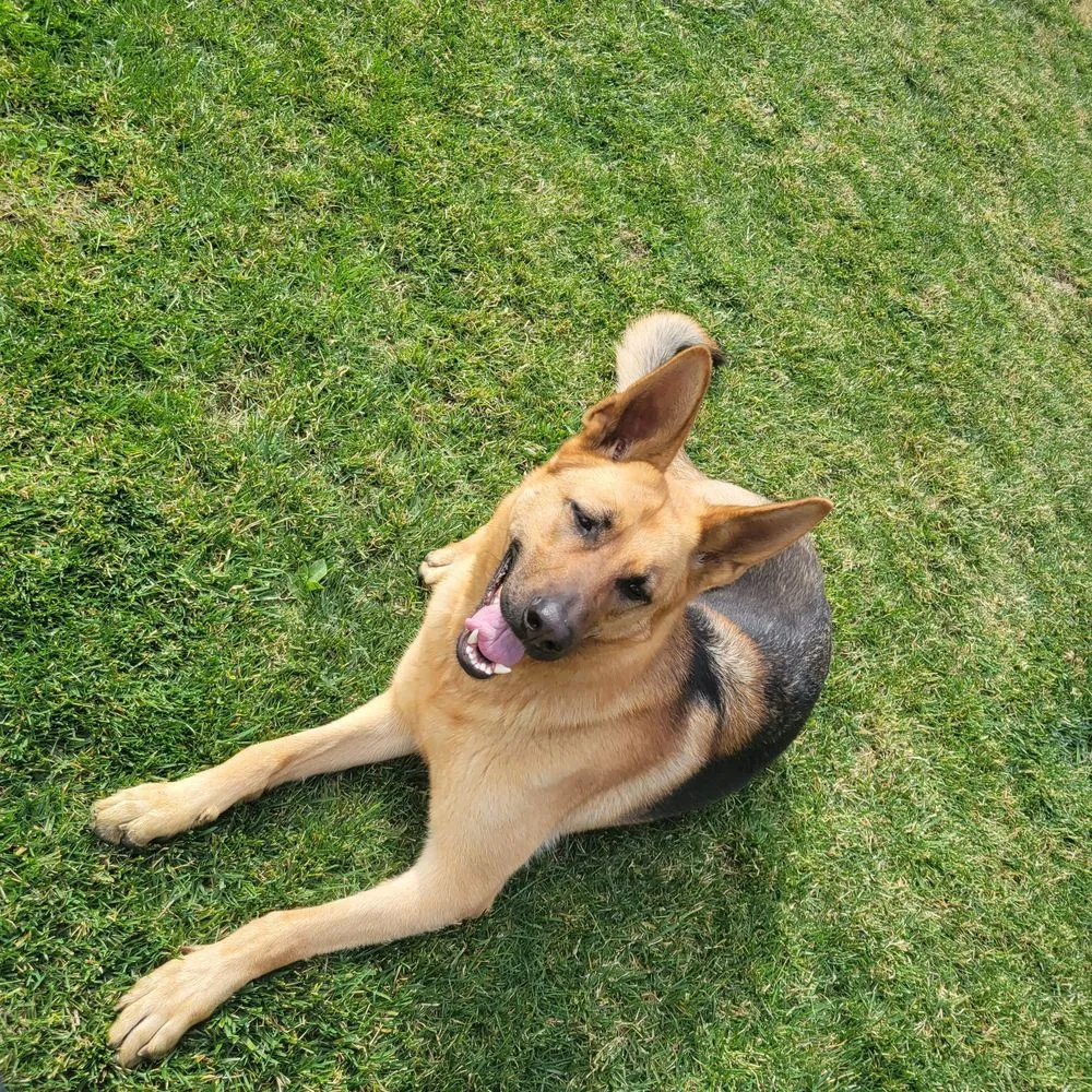 Affordable residential landscaping for homes across Los Angeles, CA - Alvarez Tree Care