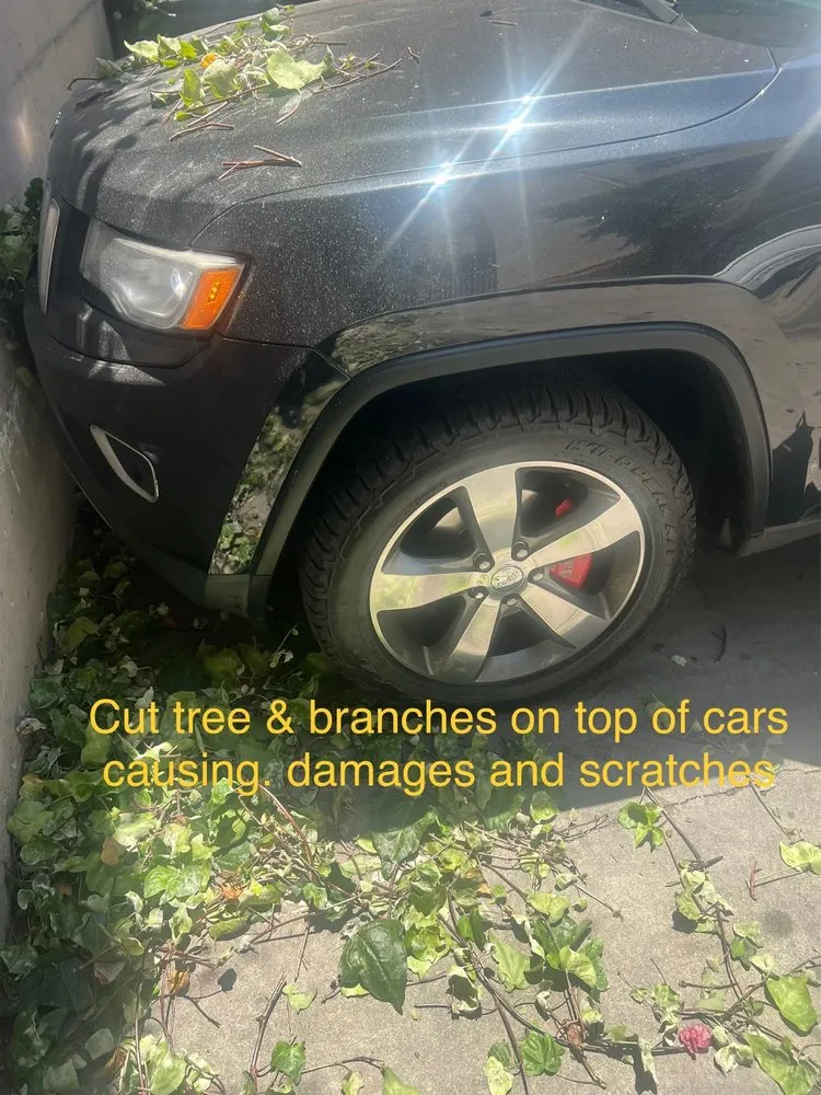 Expert yard maintenance with custom design in Los Angeles, CA by Alvarez Tree Care