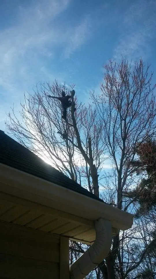 Trusted lawn care service in Asheville, NC - Alvarez Tree Service and Concrete Contractor