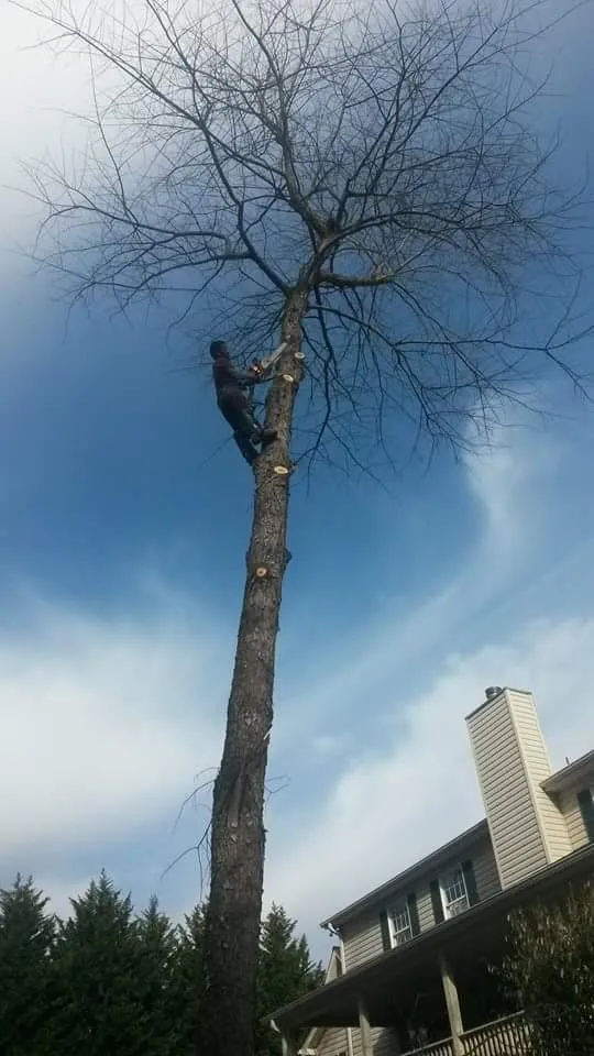 Local lawn mowing service in Asheville, NC by Alvarez Tree Service and Concrete Contractor