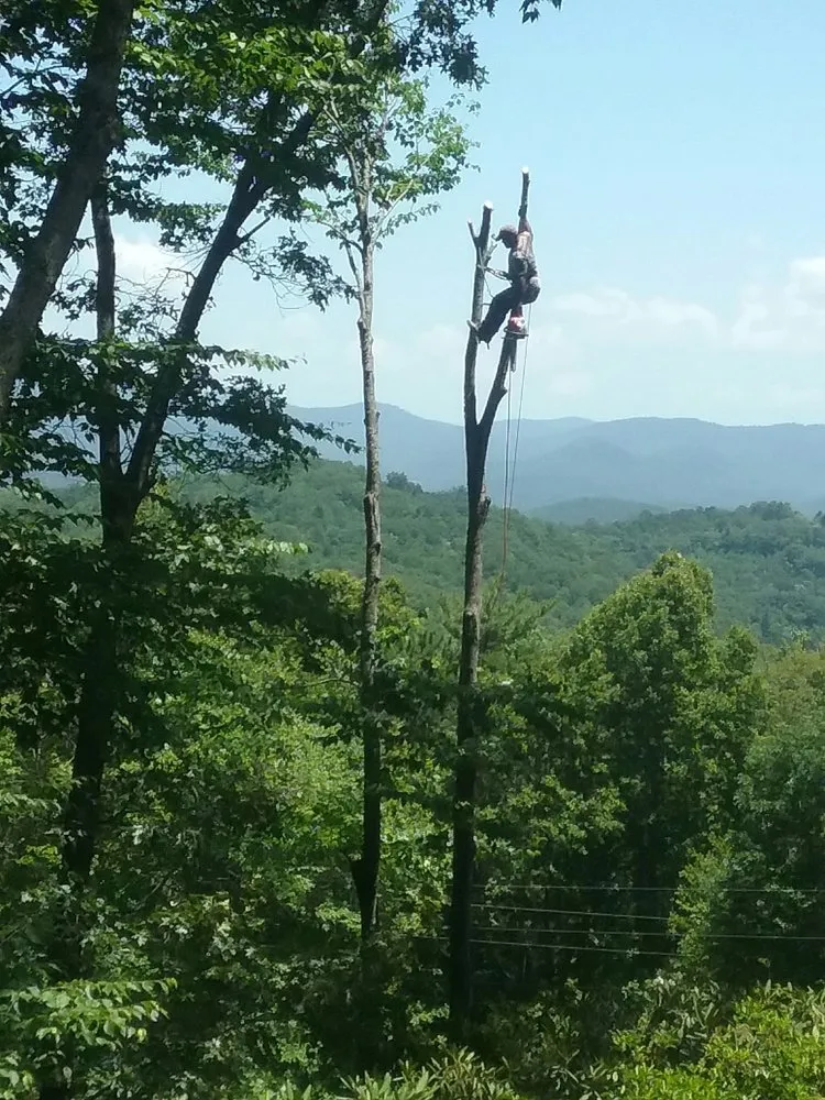 Expert residential landscaping for residential properties across Asheville, NC - Alvarez Tree Service and Concrete Contractor