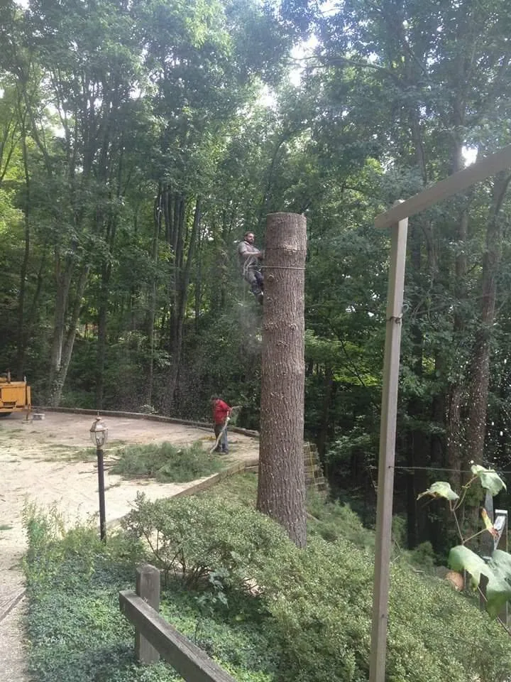 Trusted yard maintenance in Asheville, NC by Alvarez Tree Service and Concrete Contractor