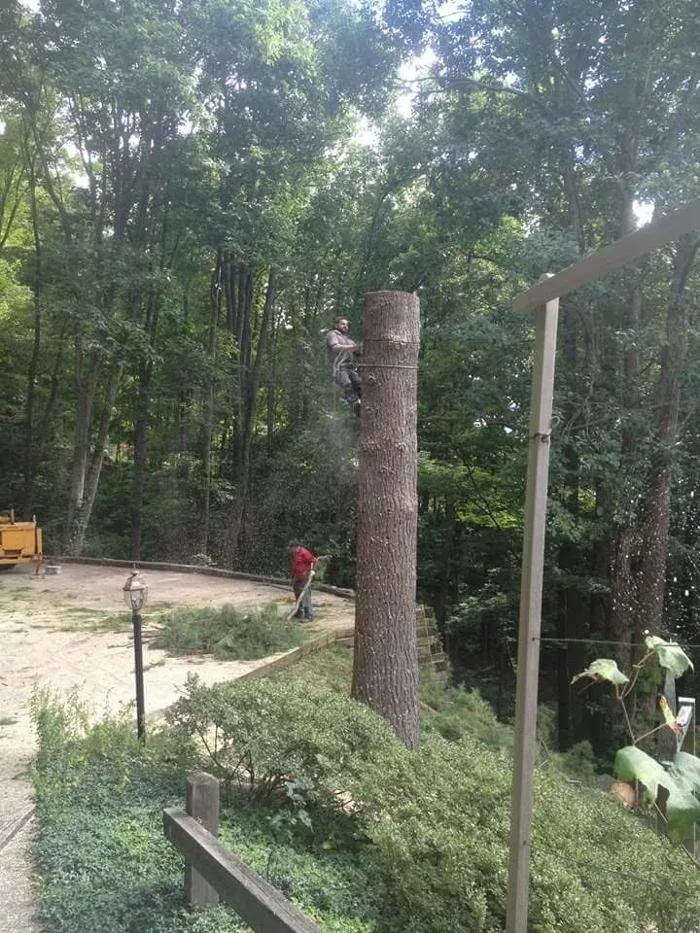 Affordable lawn mowing service experts serving Asheville, NC - Alvarez Tree Service and Concrete Contractor