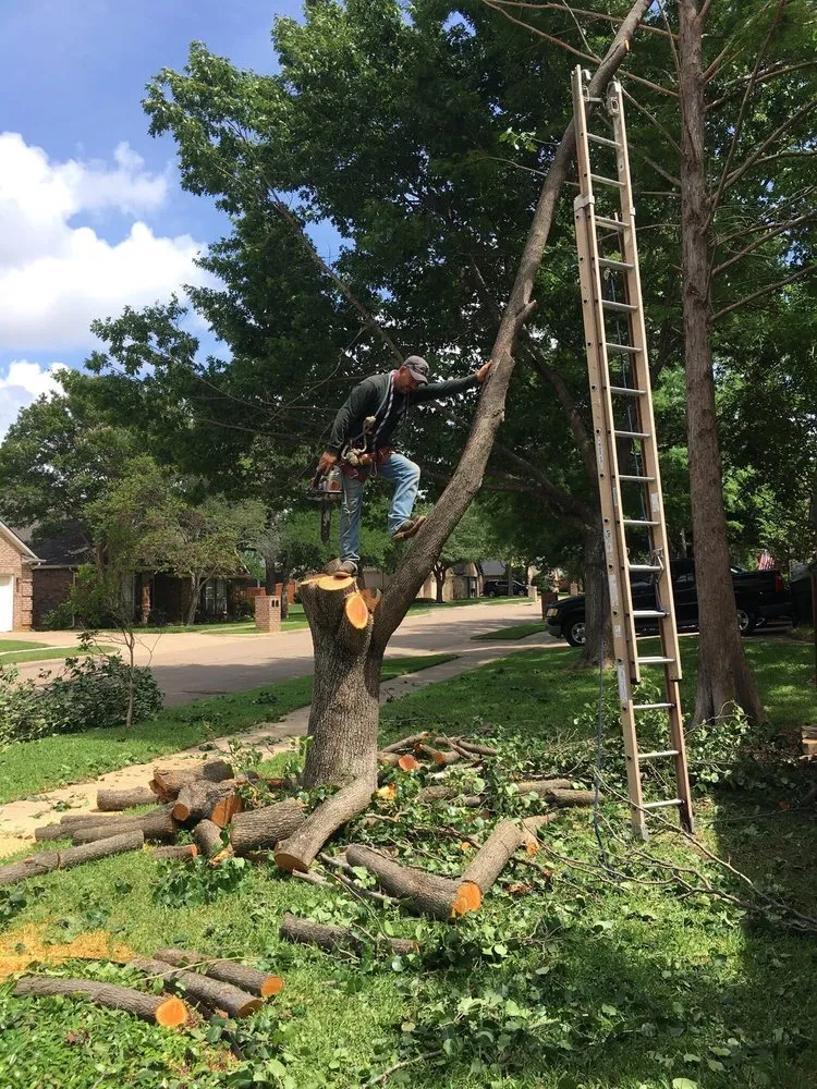 Top-rated landscape design for residential properties in Arlington, TX by Alvarez Tree Service