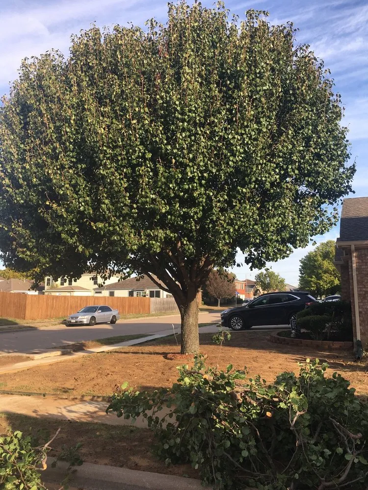 Professional lawn care service in Arlington, TX by Alvarez Tree Service