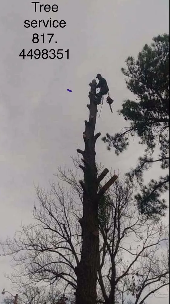 Top-rated landscape installation in Arlington, TX by Alvarez Tree Service