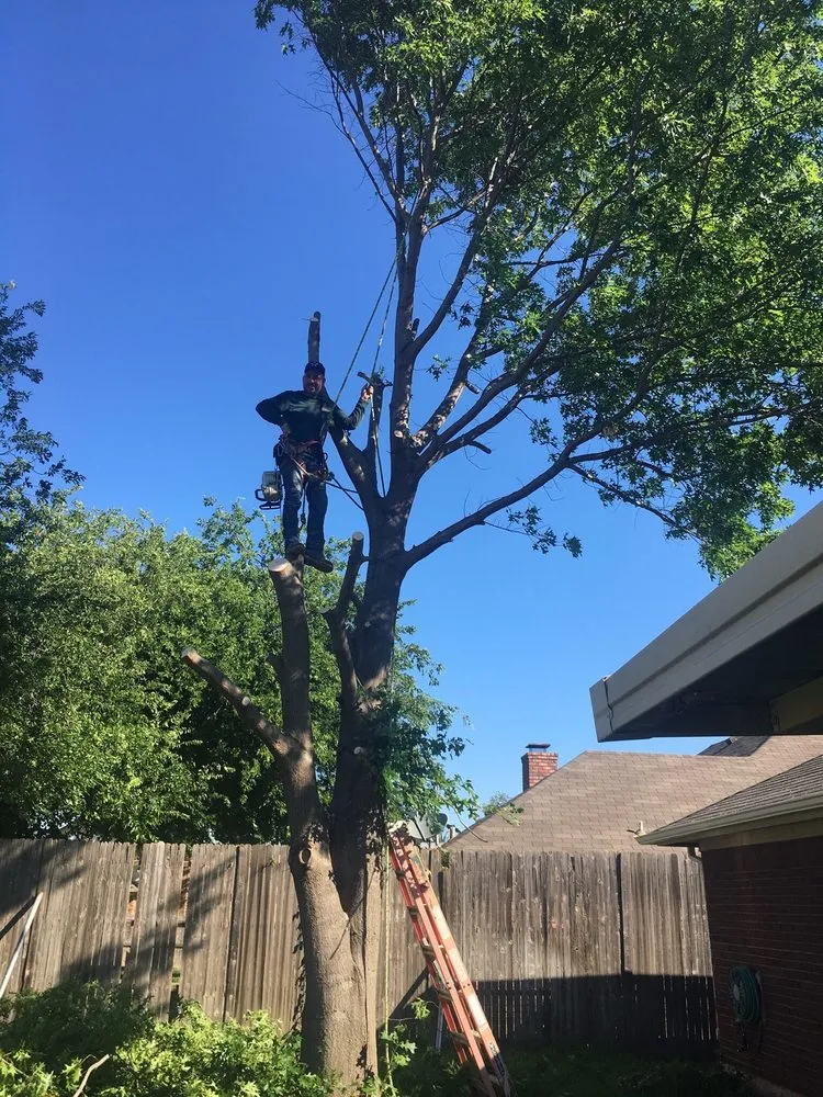 Reliable lawn mowing service near you across Arlington, TX - Alvarez Tree Service