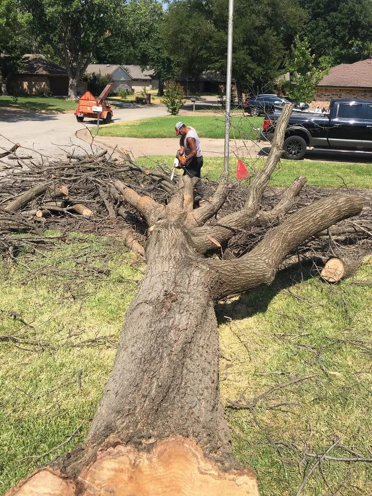 Local landscaping services in Arlington, TX - Alvarez Tree Service