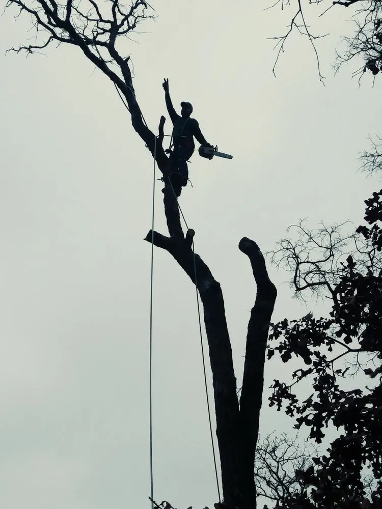 Custom residential landscaping experts serving Arlington, TX - Alvarez Tree Service