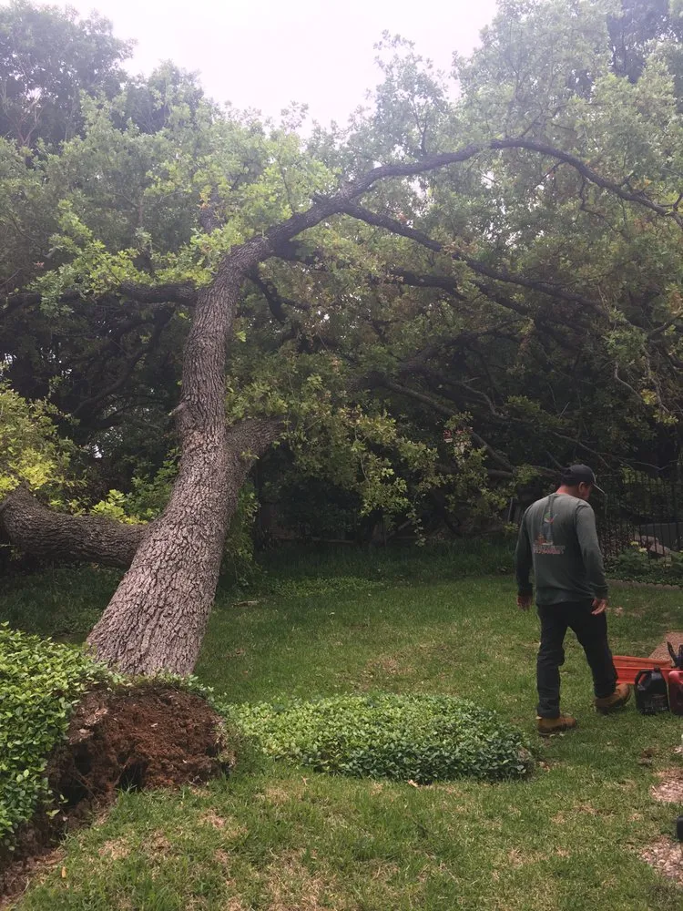 Professional landscape design in Arlington, TX by Alvarez Tree Service