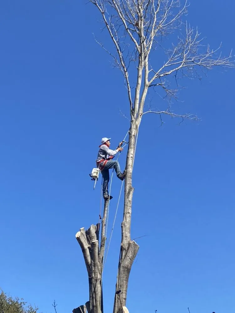 Trusted lawn care service in Arlington, TX by Alvarez Tree Service