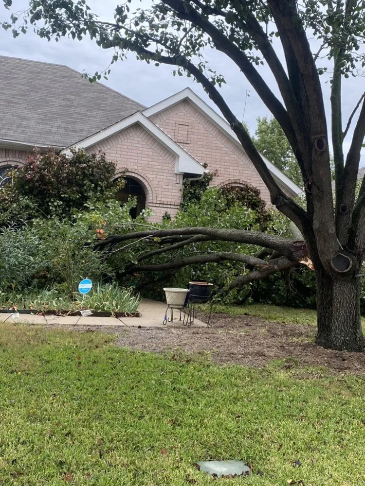 Trusted lawn care service in Arlington, TX by Alvarez Tree Service