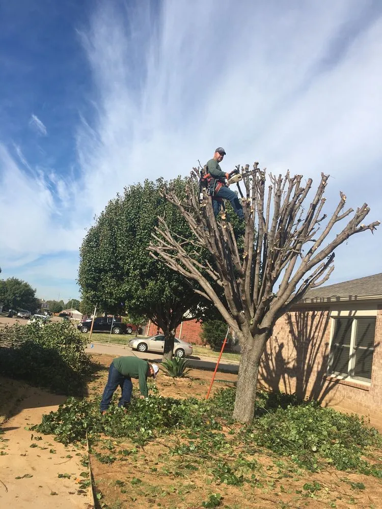 Expert landscaping services experts serving Arlington, TX - Alvarez Tree Service