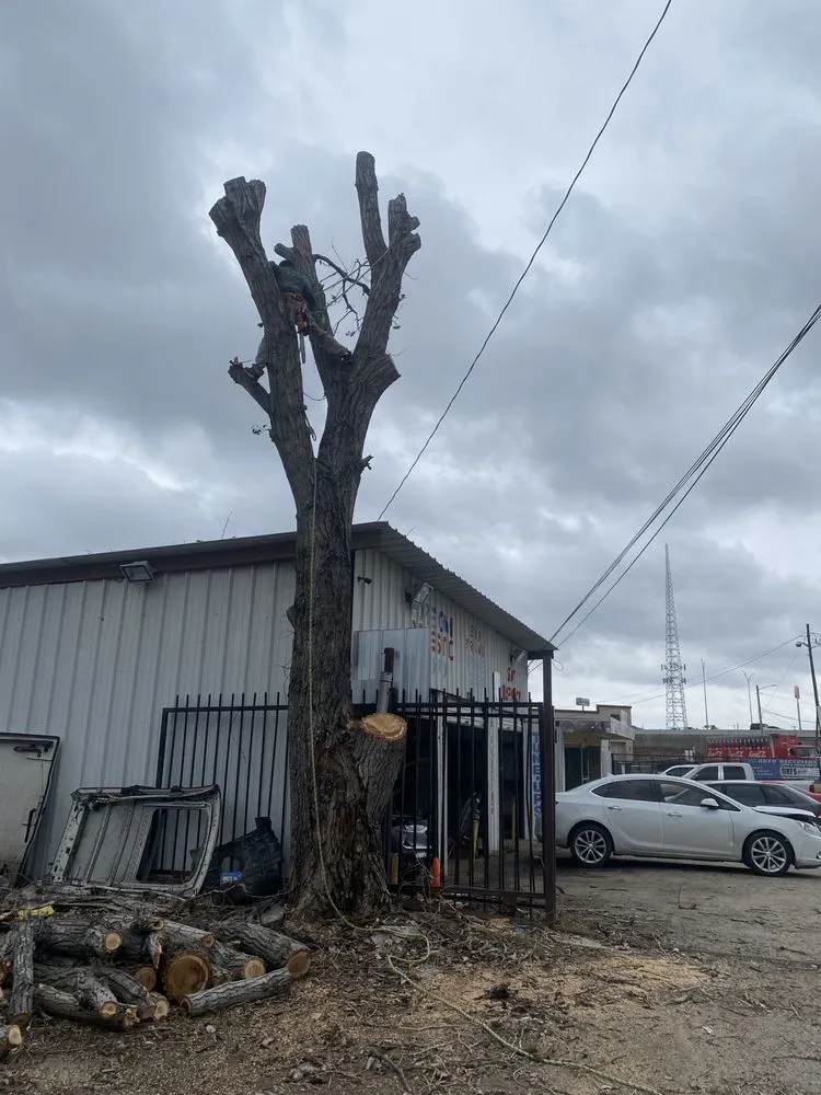 Custom residential landscaping for residential properties in Arlington, TX by Alvarez Tree Service