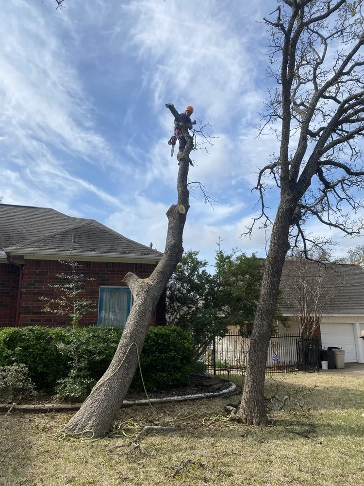 Trusted yard maintenance experts serving Arlington, TX - Alvarez Tree Service