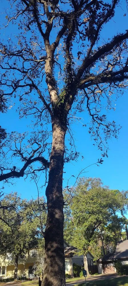 Trusted lawn mowing service for homes in Katy, TX by Alvarez Tree service Irrigation & Landscapes