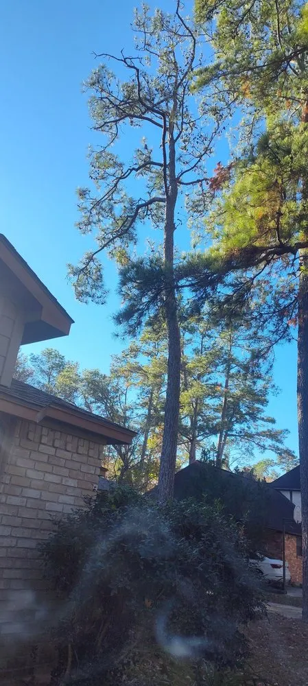 Local landscaping services experts serving Katy, TX - Alvarez Tree service Irrigation & Landscapes