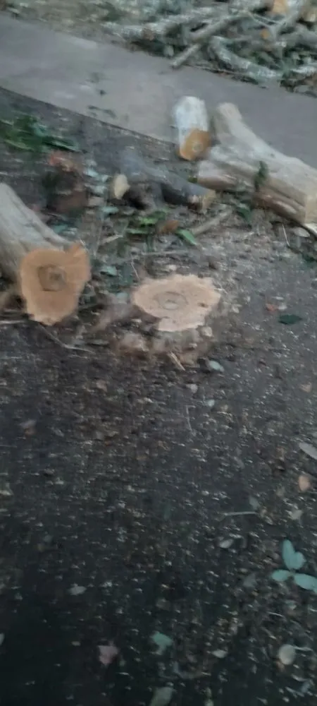 Custom outdoor landscaping in Katy, TX - Alvarez Tree service Irrigation & Landscapes