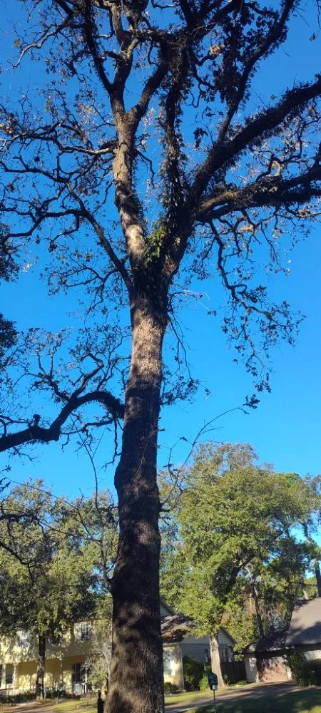 Reliable landscaping services for homes across Katy, TX - Alvarez Tree service Irrigation & Landscapes