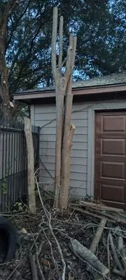 Alvarez Tree service Irrigation & Landscapes Logo