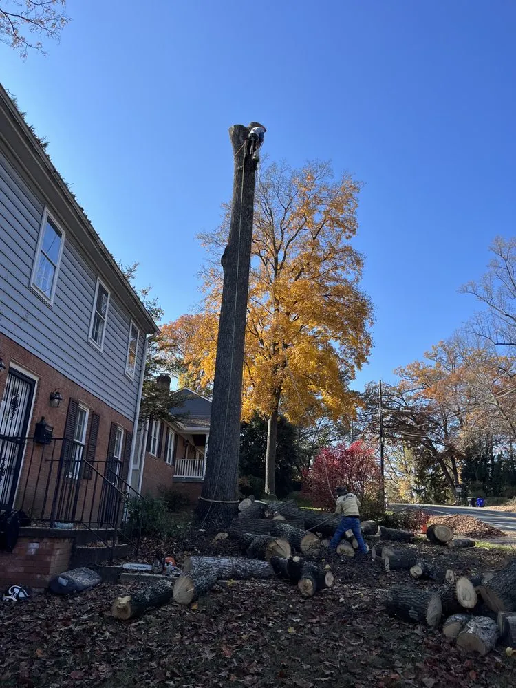 Professional lawn care service in Alexandria, VA by Alvaro Stone Repair And Lawncare