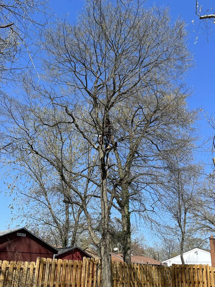 Affordable residential landscaping for outdoor upgrades across Alexandria, VA - Alvaro Stone Repair And Lawncare