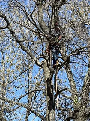 Alvaro Stone Repair And Lawncare Logo