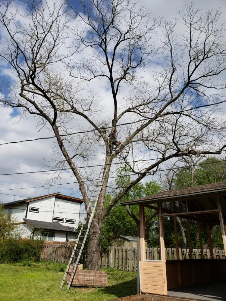 Affordable residential landscaping experts serving Austin, TX - Alvaro's Landscaping and Tree Services