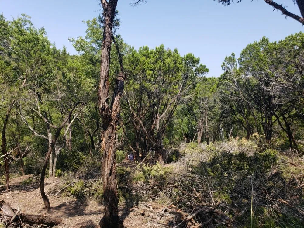 Professional outdoor landscaping for beautiful yards in Austin, TX by Alvaro's Landscaping and Tree Services