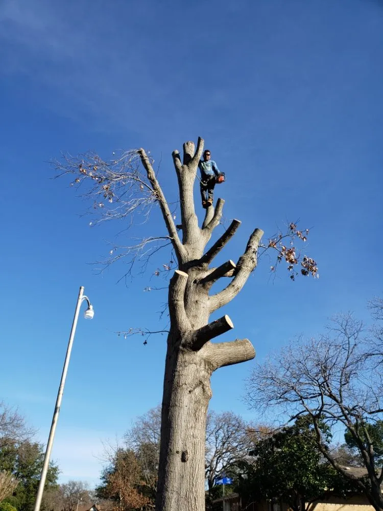 Expert garden landscaping in Austin, TX - Alvaro's Landscaping and Tree Services