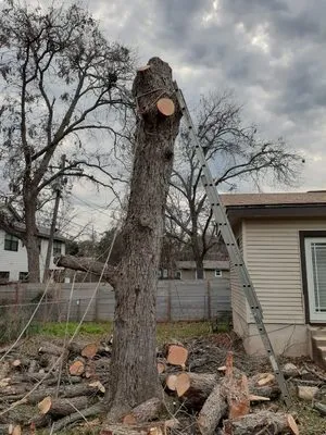 Alvaro's Landscaping and Tree Services Logo