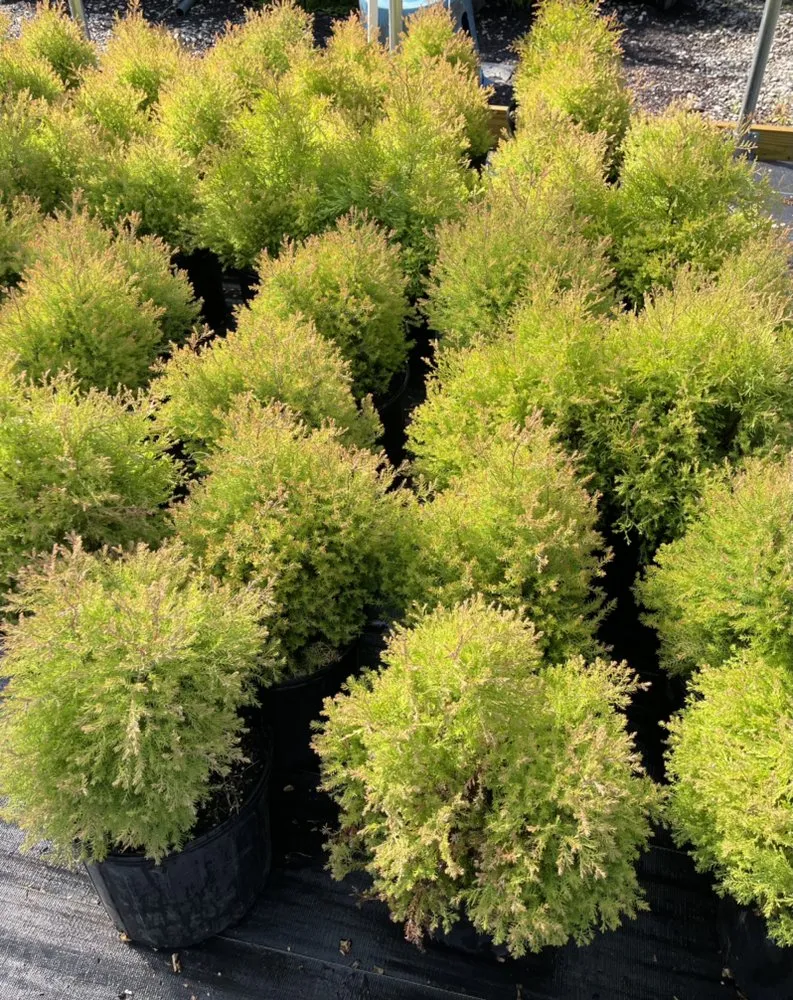 Local outdoor landscaping in Alvaton, KY by Alvaton Nursery & Landscape