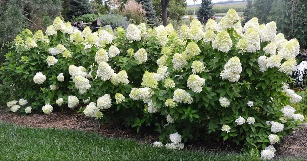 Top-rated yard maintenance for homes across Alvaton, KY - Alvaton Nursery & Landscape