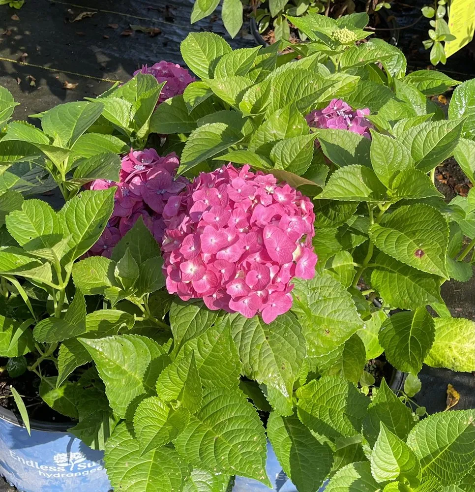 Reliable landscaping services experts serving Alvaton, KY - Alvaton Nursery & Landscape