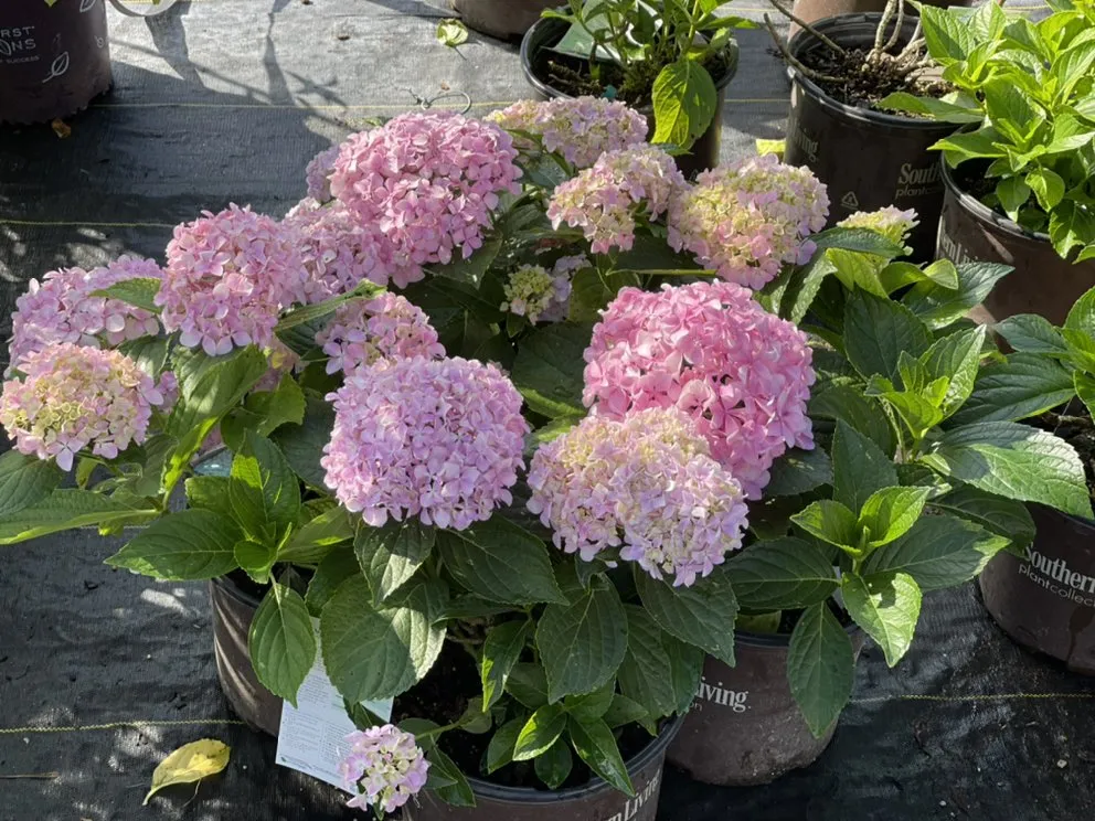 Professional yard maintenance for beautiful yards across Alvaton, KY - Alvaton Nursery & Landscape