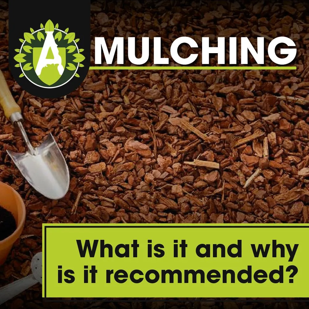 Top-rated lawn mowing service for beautiful yards across Boerne, TX - Alveno's Landscaping and Tree Trimming Service