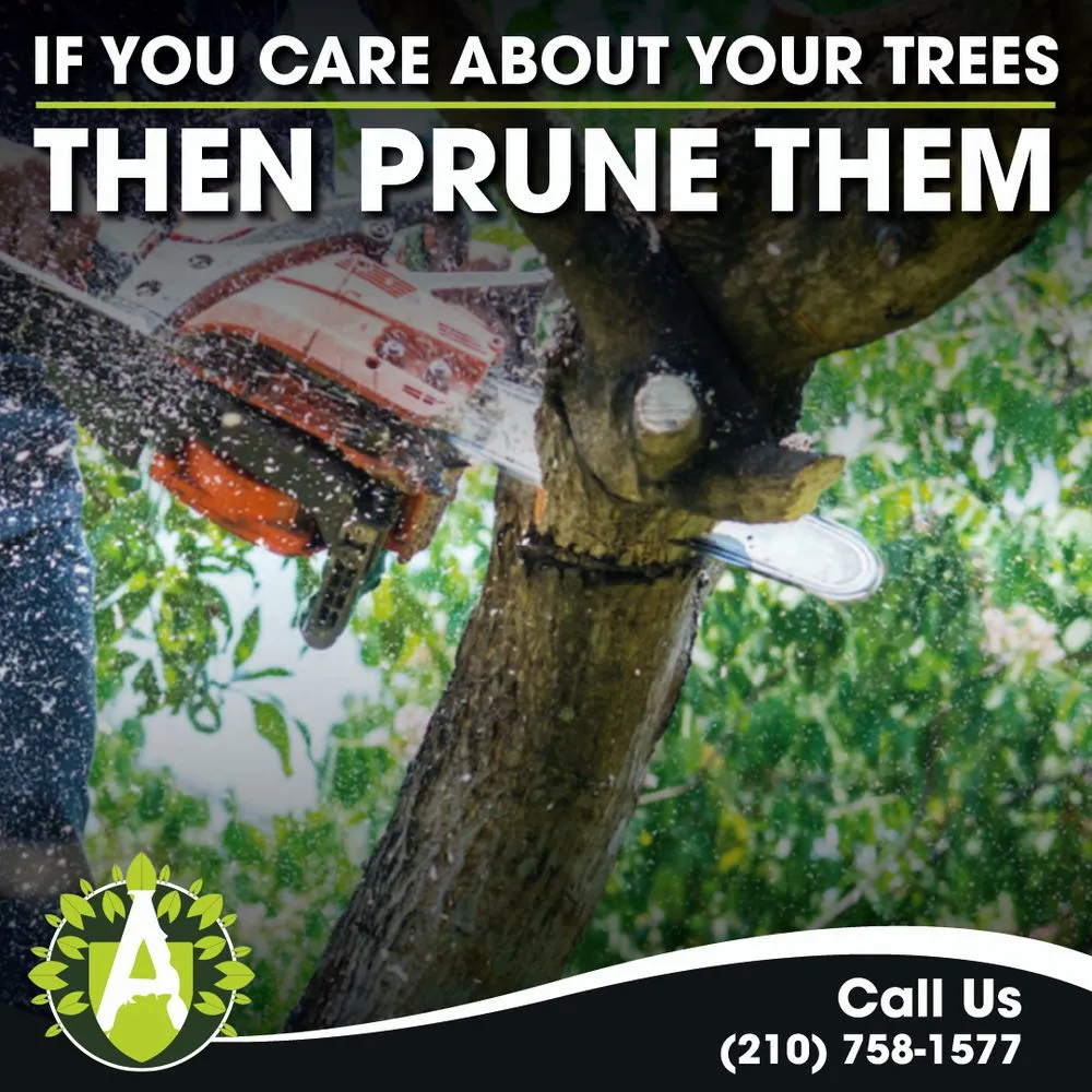 Top-rated yard maintenance experts serving Boerne, TX - Alveno's Landscaping and Tree Trimming Service