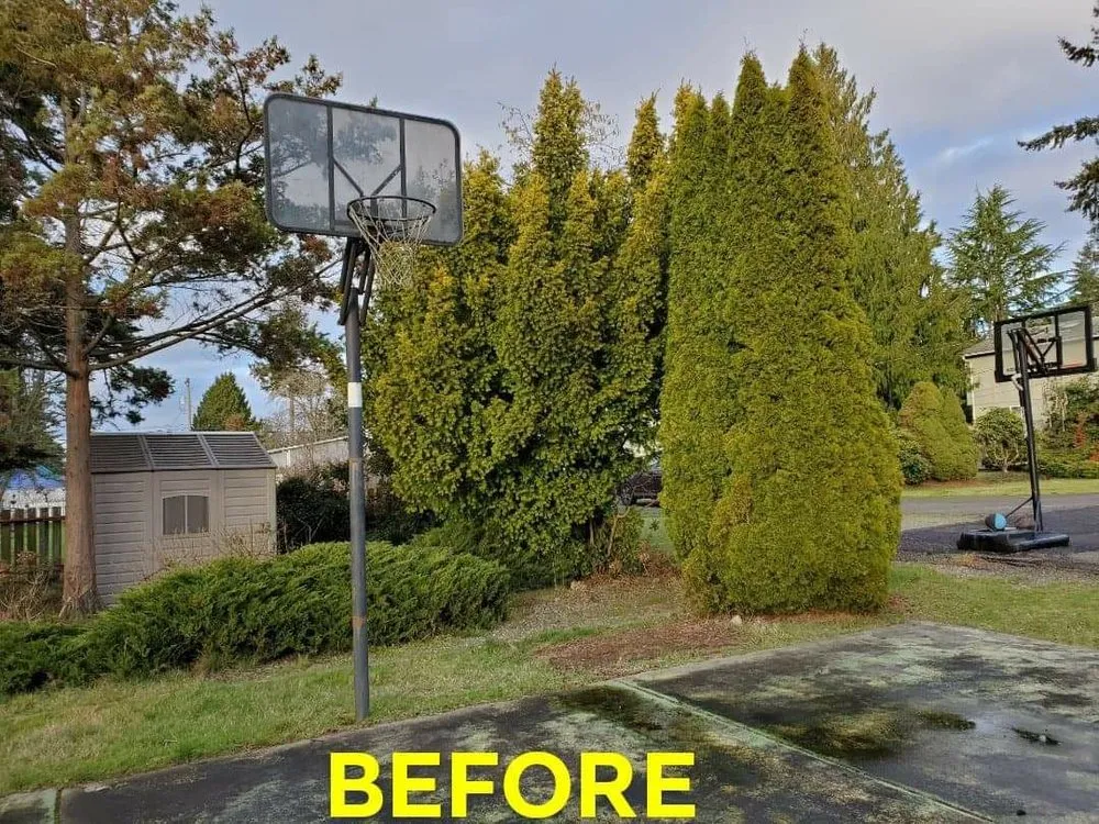 Professional landscaping services in Tacoma, WA - Alvin's Landscaping