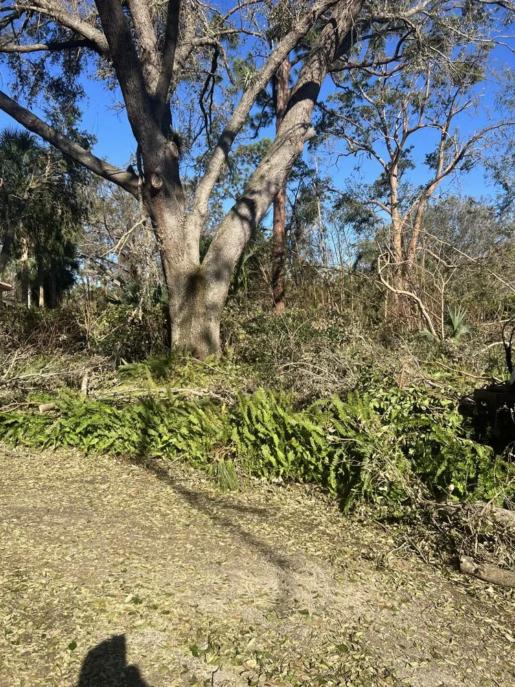 Custom yard maintenance for homes across Hollywood, FL - Always Available Lawn Care